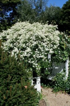 Sweet Autumn Clematis Terniflora - 3 Gallon Pot -Garden Plants Shop Clematis Sweet Autumn 7 1