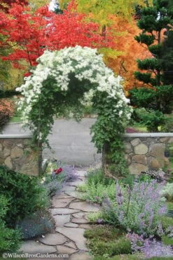 Sweet Autumn Clematis - 1 Gallon Pot -Garden Plants Shop Clematis Sweet Autumn 8