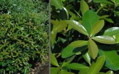 Bigfoot Cleyera Japonica - 3 Gallon Pot -Garden Plants Shop Cleyera Bigfoot