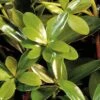Bigfoot Cleyera Japonica - 3 Gallon Pot 1 Bigfoot Cleyera Japonica - 3 Gallon Pot -Garden Plants Shop Cleyera Bigfoot 500x750 1