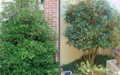 Bigfoot Cleyera Japonica - 3 Gallon Pot -Garden Plants Shop Cleyera Bigfoot Tree