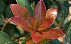 Bronze Beauty Cleyera - 3 Gallon Pot 10 Bronze Beauty Cleyera - 3 Gallon Pot -Garden Plants Shop Cleyera Bronze Beauty 2