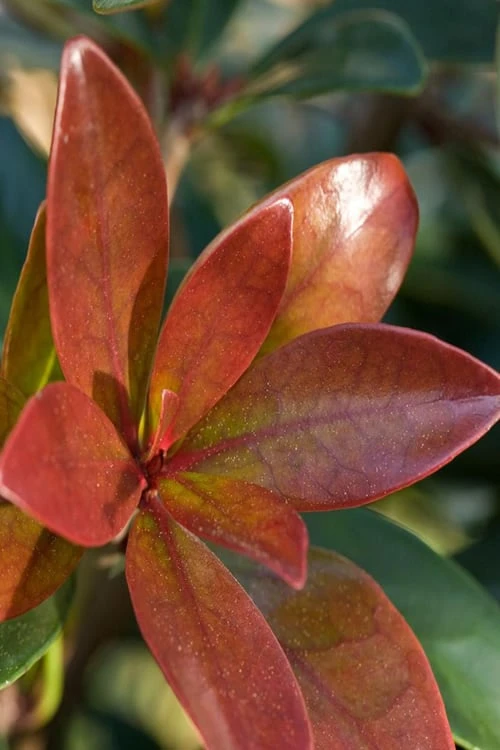 Bronze Beauty Cleyera - 3 Gallon Pot 3 Bronze Beauty Cleyera - 3 Gallon Pot