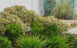 Juliet Cleyera Japonica - 2 Gallon Pot 9 Juliet Cleyera Japonica - 2 Gallon Pot -Garden Plants Shop Cleyera Juliet 2