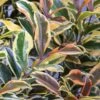 Romeo Variegated Cleyera Japonica - 2 Gallon Pot 2 Romeo Variegated Cleyera Japonica - 2 Gallon Pot -Garden Plants Shop Cleyera Romeo 2