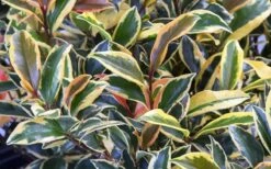 Romeo Variegated Cleyera Japonica - 2 Gallon Pot -Garden Plants Shop Cleyera Romeo 3
