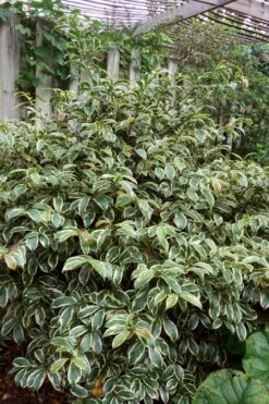 Romeo Variegated Cleyera Japonica - 2 Gallon Pot -Garden Plants Shop Cleyera Romeo 5
