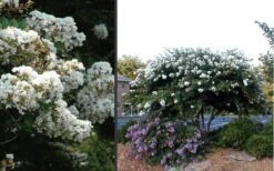 Acoma Weeping White Crape Myrtle - 1 Gallon Pot -Garden Plants Shop Crape Myrtle Acoma 4