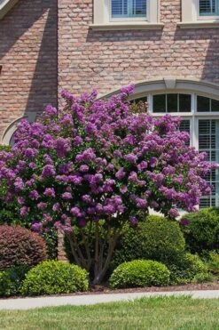 Catawba Purple Crape Myrtle - 6 Pack Of 1 Gallon Pots 10 Catawba Purple Crape Myrtle - 6 Pack Of 1 Gallon Pots -Garden Plants Shop Crape Myrtle Catawba 5