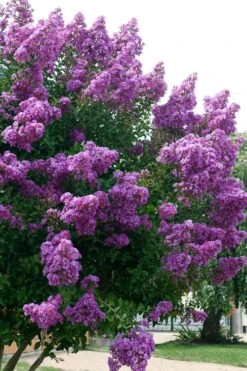 Catawba Purple Crape Myrtle - 6 Pack Of 1 Gallon Pots 11 Catawba Purple Crape Myrtle - 6 Pack Of 1 Gallon Pots -Garden Plants Shop Crape Myrtle Catawba 500x750 1