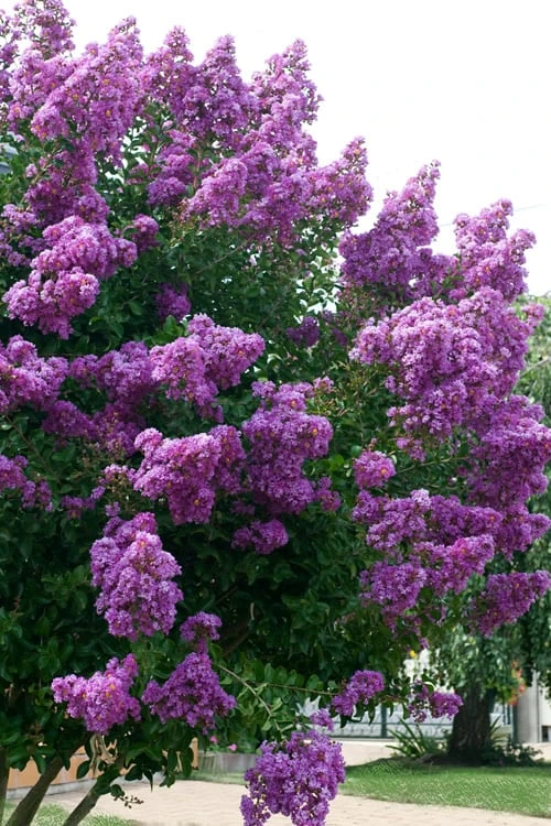 Catawba Purple Crape Myrtle - 6 Pack Of 1 Gallon Pots 7 Catawba Purple Crape Myrtle - 6 Pack Of 1 Gallon Pots - Image 5