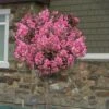Delta Jazz Crape Myrtle - Single Trunk Topiary Tree - 5 Gallon Pot 1 Delta Jazz Crape Myrtle - Single Trunk Topiary Tree - 5 Gallon Pot -Garden Plants Shop Crape Myrtle Delota Jazz Tree Form 1