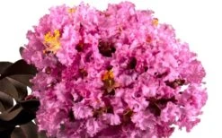 Delta Eclipse Crape Myrtle - 2 Gallon Pot -Garden Plants Shop Crape Myrtle Delta Eclipse