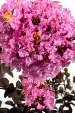 Delta Eclipse Crape Myrtle - 2 Gallon Pot -Garden Plants Shop Crape Myrtle Delta Eclipse BS