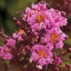 Delta Eclipse Crape Myrtle - 2 Gallon Pot 1 Delta Eclipse Crape Myrtle - 2 Gallon Pot -Garden Plants Shop Crape Myrtle Delta Eclipse Rev 500x750 1