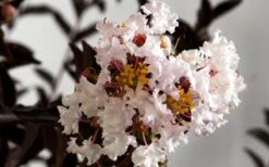 Delta Moonlight Crape Myrtle - 2 Gallon Pot -Garden Plants Shop Crape Myrtle Delta Moonlight