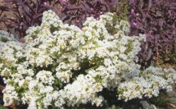 Diamond Dazzle Dwarf Crape Myrtle - 1 Gallon Pot -Garden Plants Shop Crape Myrtle Diamond Dazzle