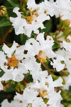 Diamond Dazzle Dwarf Crape Myrtle - 1 Gallon Pot -Garden Plants Shop Crape Myrtle Diamond Dazzle BS