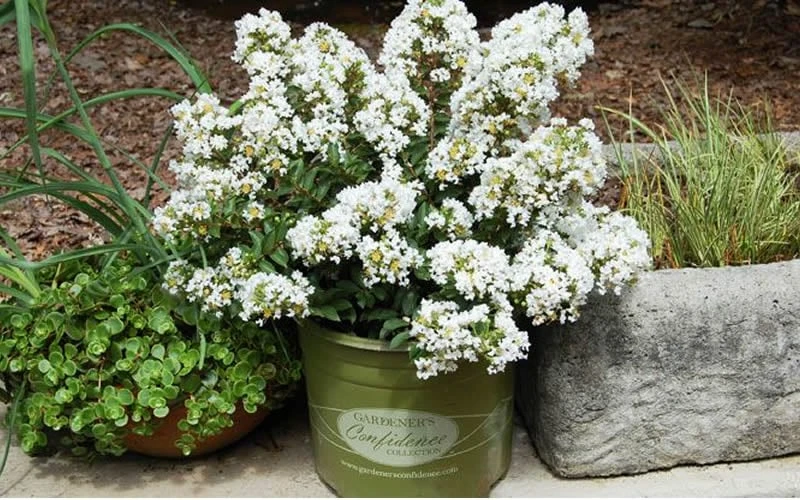 Diamond Dazzle Dwarf Crape Myrtle - 3 Gallon Pot 6 Diamond Dazzle Dwarf Crape Myrtle - 3 Gallon Pot - Image 4