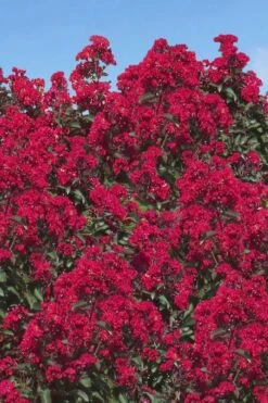 Double Dynamite Crape Myrtle Tree (Single Trunk Tree) - 5 Gallon Pot 11 Double Dynamite Crape Myrtle Tree (Single Trunk Tree) - 5 Gallon Pot -Garden Plants Shop Crape Myrtle Double Dynamite 26