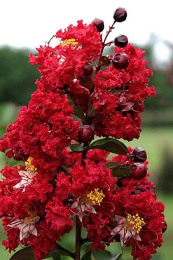 Dynamite Red Crape Myrtle - 7 Gallon Pot (3-4') 11 Dynamite Red Crape Myrtle - 7 Gallon Pot (3-4') -Garden Plants Shop Crape Myrtle Dynamite Rev 2 500x750 1