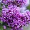 Early Bird Purple Crape Myrtle - 2 Gallon Pot 1 Early Bird Purple Crape Myrtle - 2 Gallon Pot -Garden Plants Shop Crape Myrtle Early Bird BS