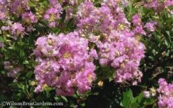 Early Bird Lavender Crape Myrtle - 3 Gallon Pot -Garden Plants Shop Crape Myrtle Early Bird Lavender 6