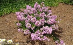 Early Bird Lavender Crape Myrtle - 3 Gallon Pot -Garden Plants Shop Crape Myrtle Early Bird Lavender 7
