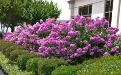 Early Bird Purple Crape Myrtle - 2 Gallon Pot -Garden Plants Shop Crape Myrtle Early Bird Purple 2