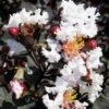 Delta Moonlight Crape Myrtle - 2 Gallon Pot 2 Delta Moonlight Crape Myrtle - 2 Gallon Pot -Garden Plants Shop Crape Myrtle Ebony Ivory BS