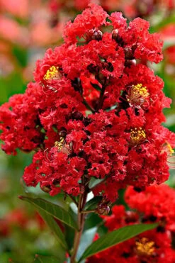 Enduring Summer Red Crape Myrtle - 5 Gallon Pot 11 Enduring Summer Red Crape Myrtle - 5 Gallon Pot -Garden Plants Shop Crape Myrtle Enduring Summer Redr BS