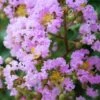 Muskogee Lavender Crape Myrtle - 6 Pack Of 1 Gallon Pots 1 Muskogee Lavender Crape Myrtle - 6 Pack Of 1 Gallon Pots -Garden Plants Shop Crape Myrtle Muskgogee BS
