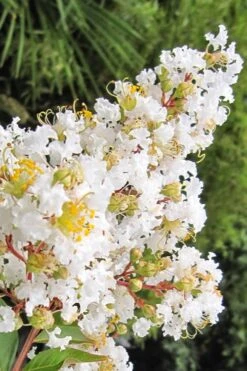 Natchez White Crape Myrtle (Multi Trunk) - 7 Gallon Pot (3-4') 14 Natchez White Crape Myrtle (Multi Trunk) - 7 Gallon Pot (3-4') -Garden Plants Shop Crape Myrtle Natchez 11