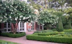 Natchez White Crape Myrtle (Multi Trunk) - 7 Gallon Pot (3-4') 15 Natchez White Crape Myrtle (Multi Trunk) - 7 Gallon Pot (3-4') -Garden Plants Shop Crape Myrtle Natchez 13