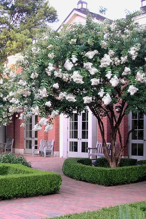 Natchez White Crape Myrtle (Multi Trunk) - 7 Gallon Pot (3-4') 7 Natchez White Crape Myrtle (Multi Trunk) - 7 Gallon Pot (3-4') - Image 5