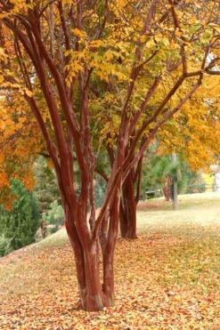 Natchez White Crape Myrtle (Multi Trunk) - 7 Gallon Pot (3-4') 12 Natchez White Crape Myrtle (Multi Trunk) - 7 Gallon Pot (3-4') -Garden Plants Shop Crape Myrtle Natchez 17
