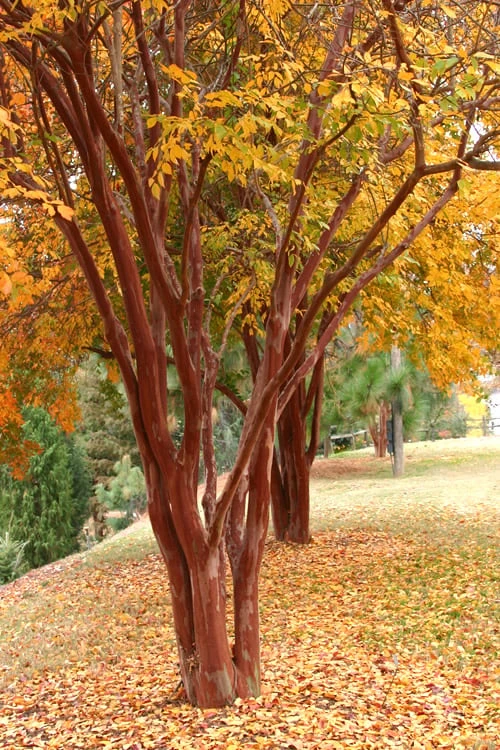 Natchez White Crape Myrtle (Multi Trunk) - 7 Gallon Pot (3-4') 6 Natchez White Crape Myrtle (Multi Trunk) - 7 Gallon Pot (3-4') - Image 4