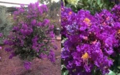 Purple Magic Crape Myrtle Tree (Multi Trunk) - 7 Gallon Pot -Garden Plants Shop Crape Myrtle Purple Magic 12