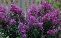 Purple Magic Crape Myrtle Tree (Multi Trunk) - 7 Gallon Pot -Garden Plants Shop Crape Myrtle Purple Magic 13