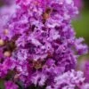 Purple Magic Crape Myrtle Tree (Multi Trunk) - 7 Gallon Pot 2 Purple Magic Crape Myrtle Tree (Multi Trunk) - 7 Gallon Pot -Garden Plants Shop Crape Myrtle Purple Magic 20 500x750 1