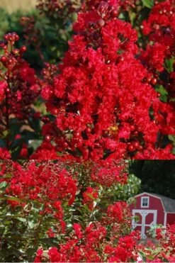 Red Rooster Crape Myrtle - 7 Gallon Pot -Garden Plants Shop Crape Myrtle Red Rooster 2 500 x750