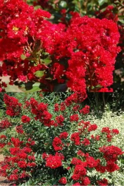 Red Rooster Crape Myrtle - 7 Gallon Pot -Garden Plants Shop Crape Myrtle Red Rooster 5 x750