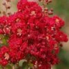 Red Rooster Crape Myrtle - 7 Gallon Pot -Garden Plants Shop Crape Myrtle Red Rooster 6