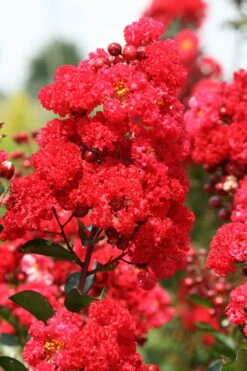 Ruffled Red Magic Crape Myrtle Tree (Single Trunk) - 7 Gallon Pot (5-6') -Garden Plants Shop Crape Myrtle Ruffled Red Magic 500x750 1