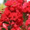 Ruffled Red Magic Crape Myrtle (Multi Trunk) - 7 Gallon Pot 1 Ruffled Red Magic Crape Myrtle (Multi Trunk) - 7 Gallon Pot -Garden Plants Shop Crape Myrtle Ruffled Red Magic 500x750 2