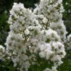 Sarah's Favorite Crape Myrtle - 6 Pack Of 1 Gallon Pots 1 Sarah's Favorite Crape Myrtle - 6 Pack Of 1 Gallon Pots -Garden Plants Shop Crape Myrtle Sarahs Favorite 7