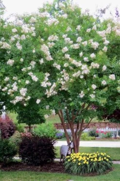 Sarah's Favorite Crape Myrtle - 6 Pack Of 1 Gallon Pots -Garden Plants Shop Crape Myrtle Sarahs Favorite 8