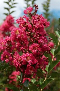 Tonto Red Crape Myrtle - 7 Gallon Pot (4-5') -Garden Plants Shop Crape Myrtle Tonto 10