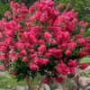 Tonto Red Crape Myrtle - 7 Gallon Pot (4-5') -Garden Plants Shop Crape Myrtle Tonto 14