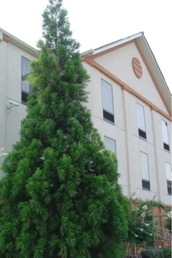 Radicans Cryptomeria (Japanese Cedar) - 1 Gallon Pot -Garden Plants Shop Cryptomeria Radicans 1 500x750 2